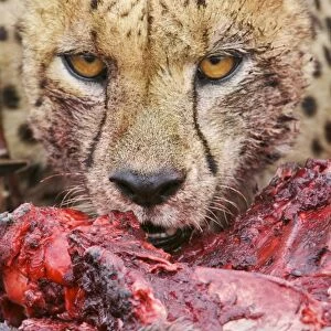 Cheetah (Acinonyx jubatus) close-up of adult, feeding, Kruger N. P. South Africa