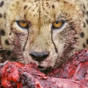 Cheetah Print - Adult Feeding Close-up Cheetah Print - Adult Feeding Close-up