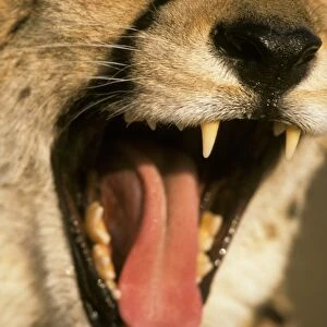 Cheetah (Acinonyx jubatus) Close-up of head - mouth open