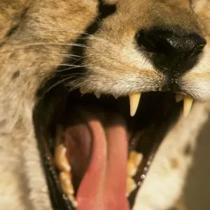 Cheetah Print - Close-up of Head Cheetah Print - Close-up of Head