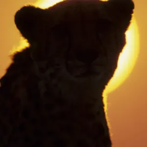 Cheetah (Acinonyx jubatus) Close-up of head silhouette against sun Cheetah (Acinonyx jubatus) Close-up of head silhouette against sun