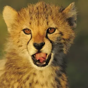 Cheetah Cub Print, Close-up Headshot at Dusk Cheetah Cub Print, Close-up Headshot at Dusk