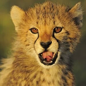 Cheetah (Acinonyx jubatus) cub, yawning, close-up of head, at dusk, Serengeti N. P. Tanzania