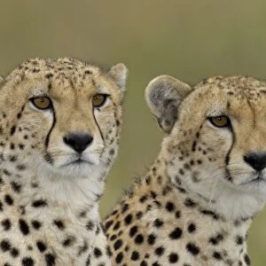 Cheetah (Acinonyx jubatus) two immature males, close-up of heads, Masai Mara, Kenya