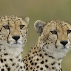 Cheetah Print: Immature Male Heads, Masai Mara Cheetah Print: Immature Male Heads, Masai Mara