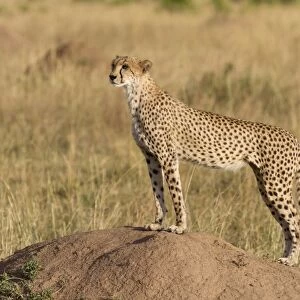Cheetah (Acinonyx jubatus raineyii) adult, standing on termite mound in savannah, Masai Mara National Reserve, Kenya