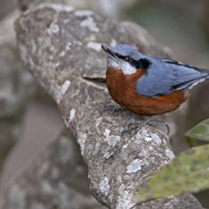 Chestnut-bellied Nuthatch (Sitta castanea) adult male, perched on branch, Uttaranchal, India, january
