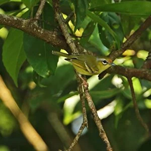 Chestnut-fronted Shrike-babbler (Pteruthius aenobarbus indochinensis) adult female, perched on twig, Dakdam Highland
