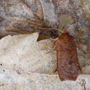 Chestnut Moth (Conistra vaccinii) adult, resting on dead leaf, Norfolk, England, october