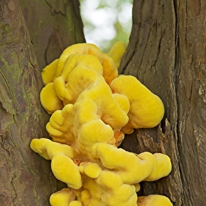 Chicken-of-the-woods (Laetiporus sulphureus) fruiting body, growing on Common Yew (Taxus baccata) trunk, Croome Park