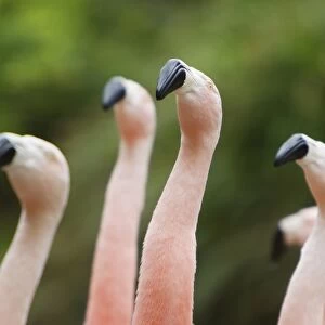 Chilean Flamingo (Phoenicopterus chilensis) adults, close-up of heads and necks, in courtship dance