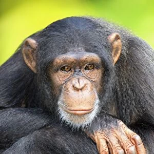 Chimpanzee (Pan troglodytes) adult, close-up of head and arms (captive)
