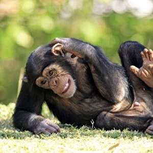 Chimpanzee (Pan troglodytes) young scratching