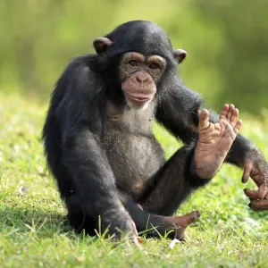 Chimpanzee (Pan troglodytes) young sitting, foot raised Chimpanzee (Pan troglodytes) young sitting, foot raised