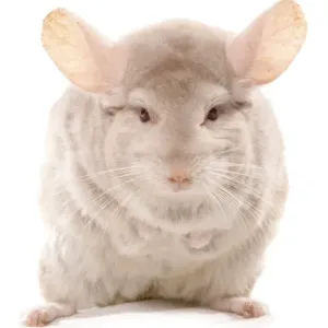Chinchilla (Chinchilla sp. ) albino adult, standing Chinchilla (Chinchilla sp. ) albino adult, standing