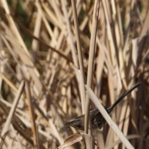 Chinese Hill Warbler (Rhopophilus pekinensis) adult, perched on reed stem, Bai He River, Huairou, Beijing, China, may