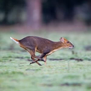 Chinese Muntjac (Muntiacus reevesi) introduced species, buck, running, Minsmere RSPB Reserve, Suffolk, England, october