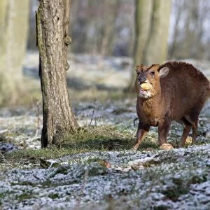 Chinese Muntjac (Muntiacus reevesi) introduced species, adult male, feeding on potato tubers in snow, Warwickshire