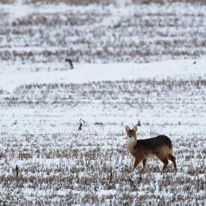 Chinese Water Deer (Hydropotes inermis) introduced species, adult, standing in snow covered stubble field, Norfolk, England, january