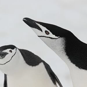 Chinstrap Penguin (Pygoscelis antarctica) adult pair, displaying, close-up of heads, Aitcho Island