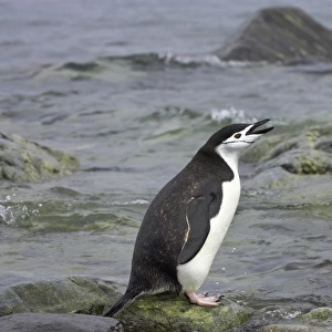 Chinstrap Penguin (Pygoscelis antarctica) adult, calling, standing on rocks at shore, Ronge Island, Antarctic Peninsula, Antarctica