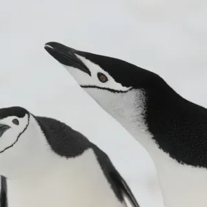 Penguin de la cinturón del Chiloé (Pygoscelis antarcticus), pareja adulta en exhibición, acercamiento a las cabezas. Isla Aitcho Penguin de la cinturón del Chiloé (Pygoscelis antarcticus), pareja adulta en exhibición, acercamiento a las cabezas. Isla Aitcho