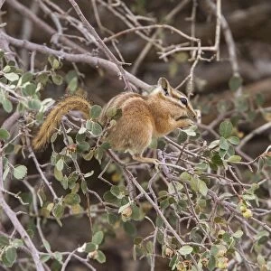 Least Chipmunk eating berries - Arches National Park Utah America