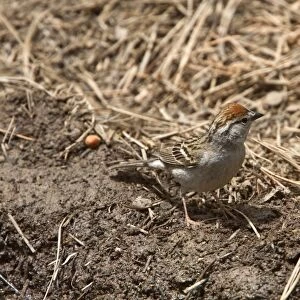 Chipping Sparrow - Utah USA