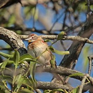 Chotoy Spinetail (Schoeniophylax phryganophilus) adult, perched on branch, Colonia Carlos Pellegrini, Corrientes, Argentina, november