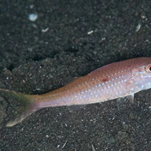 Cinnabar Goatfish (Parupeneus heptacanthus) adult, foraging on black sand, Lembeh Straits, Sulawesi, Sunda Islands