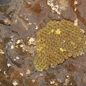Clingfish (Gobiesocidae sp. ) egg mass under rock, Kimmeridge, Isle of Purbeck, Dorset, England, March