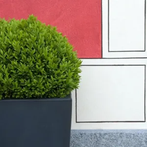 Print of Clipped Buxus sempervirens in a container beside a painted wall Print of Clipped Buxus sempervirens in a container beside a painted wall