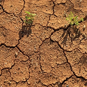 Close-up of cracked soil with plants growing, Sturt N. P. New South Wales, Australia