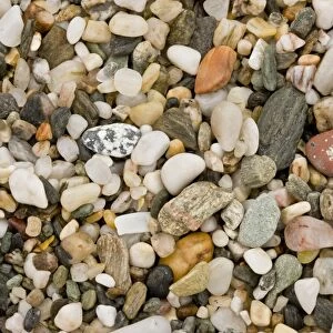 Close-up of fine multi-coloured gravel and pebble beach, Prawle Point, South Devon, England, September
