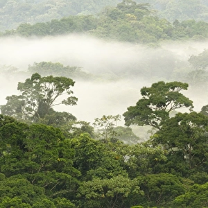 Cloudforest habitat, Volcan Arenal N. P. Alajuela Province, Costa Rica, August