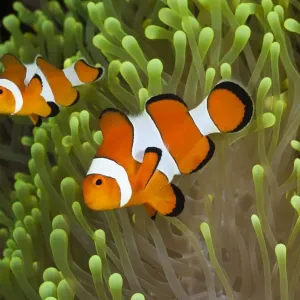 Clown Anemonefish Print Clown Anemonefish Print