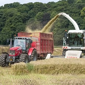 Cls forage harvester and Massey Ferguson tractor with wagon, harvesting whole-crop wheat crop for animal feed