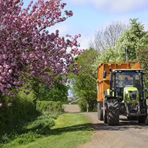 Cls tractor with grass trailer travelling down farm road with tree in blossom, Cheshire, England, May