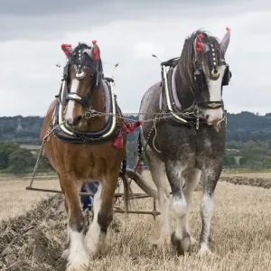 Prints of : Horses