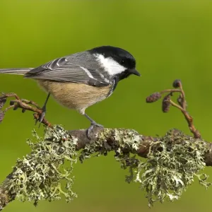 Coal Tit Print, perched on lichen covered twig Coal Tit Print, perched on lichen covered twig