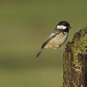 Coal Tit (Periparus ater) adult, perched on mossy stump, West Yorkshire, England, December