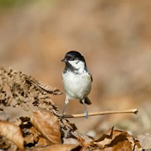 Coal Tit (Periparus ater) adult, foraging amongst leaf litter on forest floor, New Forest N. P
