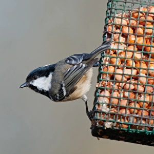 Coal Tit (Periparus ater) adult, feeding on peanuts at hanging birdfeeder, Norfolk, England, february