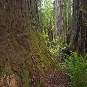 Coastal Redwood (Sequoia sempervirens) trunks, in forest habitat, Stout Grove, Redwood N. P. California, U. S. A