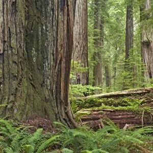 Coastal Redwood (Sequoia sempervirens) trunks, in forest habitat with rotting logs, Stout Grove, Redwood N. P