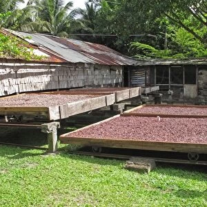 Cocoa (Theobroma cacao) crop, beans in drying trays, Fond Doux Plantation, St