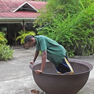 Cocoa (Theobroma cacao) crop, beans in large bowl being coating in cocoa dance by worker, Fond Doux Plantation, St