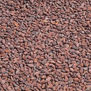 Cocoa (Theobroma cacao) crop, close-up of beans in drying tray, Fond Doux Plantation, St