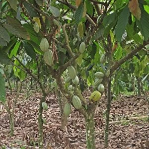 Cocoa (Theobroma cacao) crop, pods growing on trees in plantation, Atewa, Ghana, February