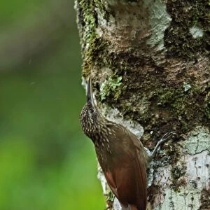 Cocoa Woodcreeper (Xiphorhynchus susurrans nanus) adult, clinging to tree trunk, Canopy Lodge, El Valle, Panama
